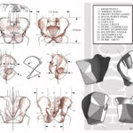 It is important for my students to be able break down the complicated forms found in nature into basic shapes in order to better understand their geometry and construction. My ultimate goal is to teach students to draw these complicated forms from memory. This illustration I use when teaching the pelvis. This geometric shape is one I created and use to help my Écorché students understand the general planes of the hip bone and better visualize its complicated form. 
