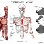 In this illustration, I am showing the three major muscular forms of the pectoralis along with, for example, the position of its insertion: the upper 2/5ths of the humerus. Understanding these types of proportions are important for my students in the Écorché class because they have to sculpt these complicated muscular shapes and must know their actual placement. I give these handouts to my students with the intention of making this information more accessible visually and introducing them to a solid system of study.
