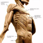 This is a photo taken of an écorché sculpture I created many years ago illustrating the different planes of the rectus abdominus. Sculpting the anatomical figure in clay is similar to making thousands of drawings. Sculpting these shapes not only helps the student to better imagine these forms three dimensionally but “burns” this information into their memory.
