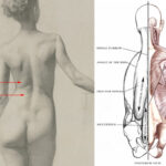 I will often take pencil drawings I have done in the studio from life and use them in my lectures. The muscles of the back are many and are very complicated, so for the sake of the course, I combine all these muscles into two simple vertical shapes along each side of the spinal furrow: a narrow, thin medial form a wide oblique lateral form.
