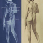 The “negative” on the left of the pencil drawing on the right done from life illustrates the “M” like shape of the rhomboid plane and the bottom of the boney scapula. I use a number different hardness of graphite leads in my drawings. I usually begin with something soft, a 2B… or sometimes one even softer, such as a 6b. Using a light touch and a properly sharpened pencil, I find my initial construction lines that much easier to erase.