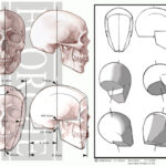 It is important for my students to learn how to break down these complicated skeletal forms into basic geometric shapes to better understand their construction. My ultimate goal is to teach students to draw these complicated forms from memory. Take the skull for example; understanding it’s basic geometry allows us to visualize tumbling this complex form in space and being able to draw it any position from our imagination. To do this, a student needs to appreciate this form’s simplest planes and components. Every edge and/or plane illustrated in this example represents a specific form: the edge you see running horizontally along the side of the face sets up the border between the  cheek bone (the zygomatic bone and widest part of the face) and the side plane  of the skull. This edge is also an important anatomical land mark that sets up the bottom of the orbital cavities.
