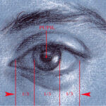 This is a drawing of my own eye done looking at a mirror. Proportion rules are necessary for any student in their study of anatomy – even how it pertains to such a small feature as the eye. I tell my students that in no way are these rules intended to replace what they see in nature but is used to help us see more critically. I believe it is absolutely paramount that any art student studying the human figure understand and know these canons.
