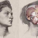 It is important that my student learn to “see” écorché… in other words; to better appreciate those boney and muscular shapes found underneath the skin that impact the surface of the human body and create form. I did an écorché as a demo for my students of a pencil portrait of mine to illustrate the muscles of the face.
