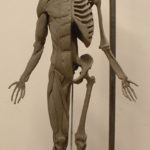 A more completed view of&nbsp; my écorché sculpture... lower limbs are being finished and muscular shapes are refined.
